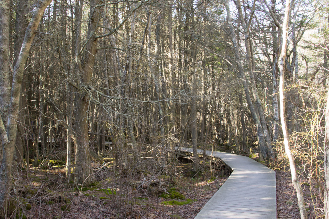 Atlantic White Cedar Swamp Trail - visiter le cape cod 1