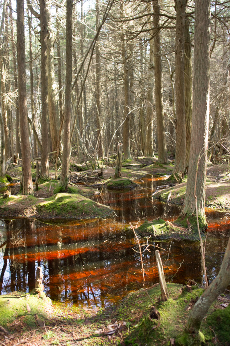 Atlantic White Cedar Swamp Trail - visiter le cape cod