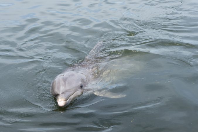 Dauphins Floride