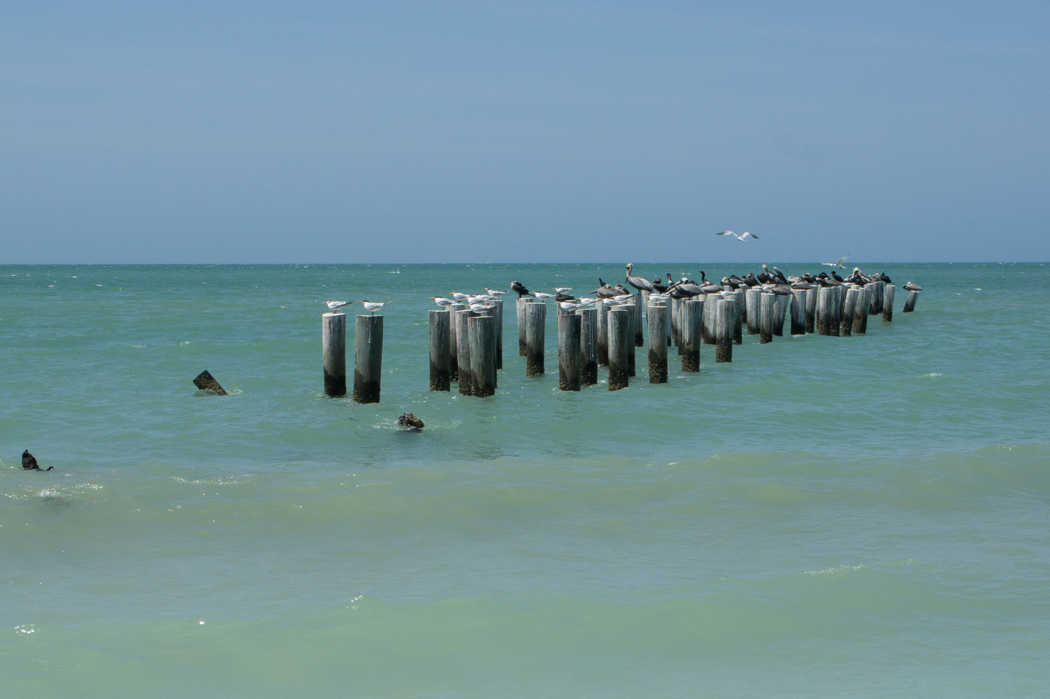 Naples, Floride - la plage - les oiseaux