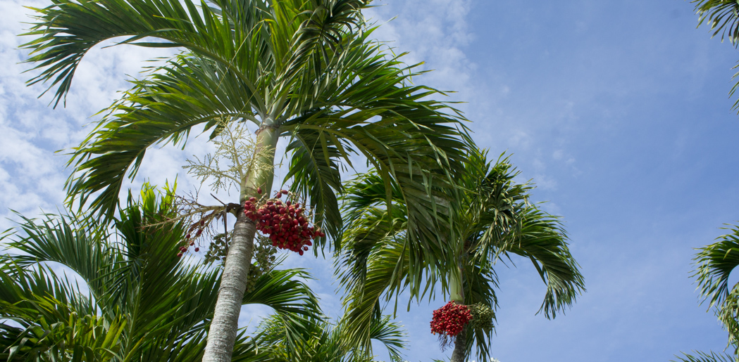 Christmas palm trees - Naples, Floride