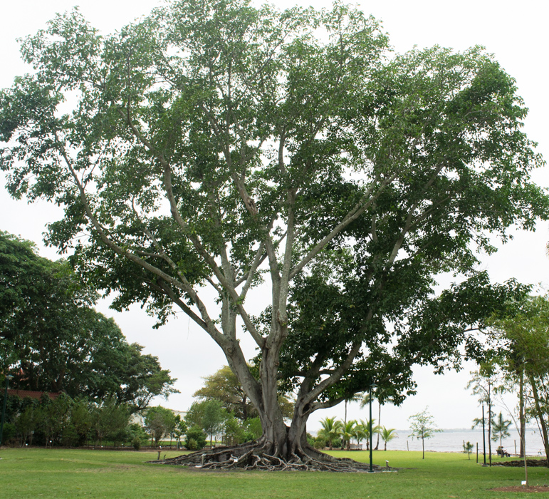 Magnifique arbre - maisons d'hiver de Ford et Edison - Fort Myers, Floride