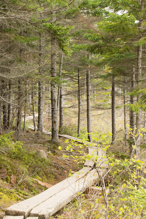 Chemin dans la forêt- Acadia National Park