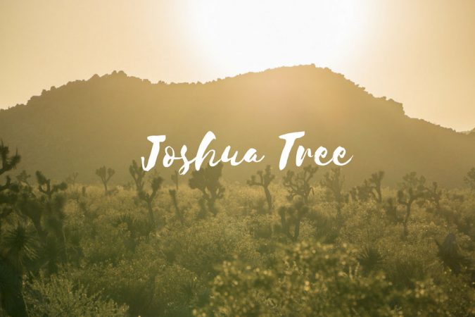 Joshua tree