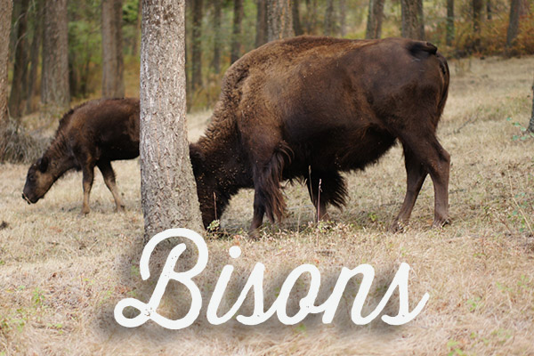 Réserve de bisons dans le Montana