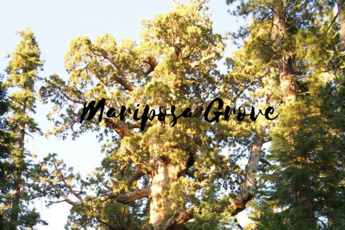 Mariposa Grove