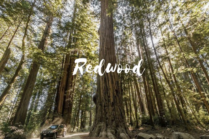 Redwoods