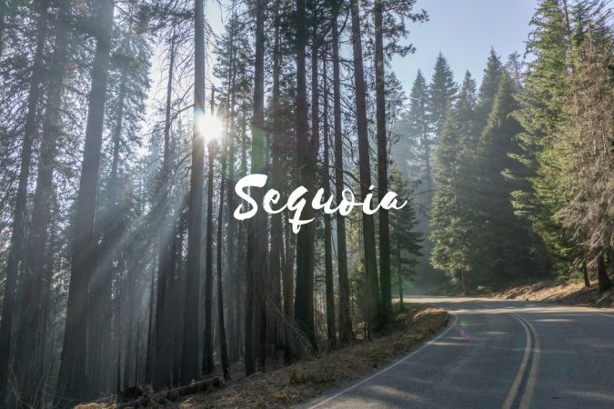 Sequoia California