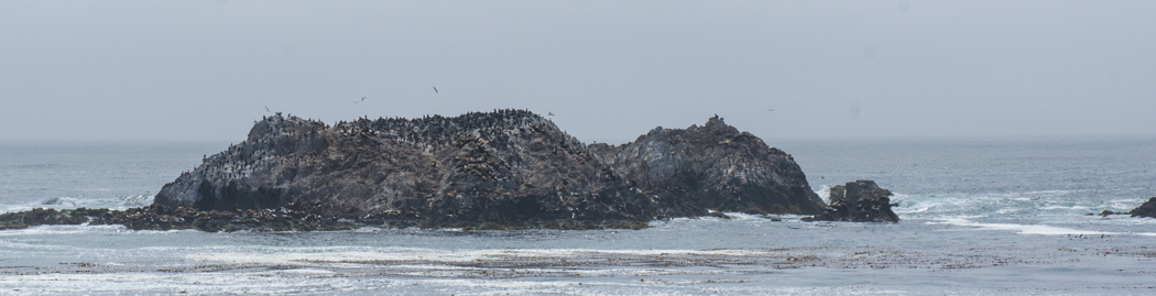 17 mile drive Monterey Carmel Californie colonie d'oiseaux