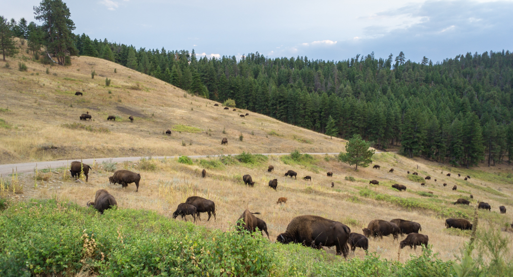 Montana - Bison Park