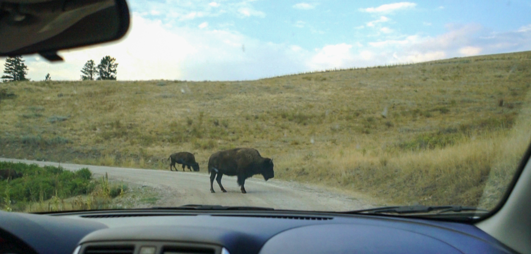 Montana - Bison Park