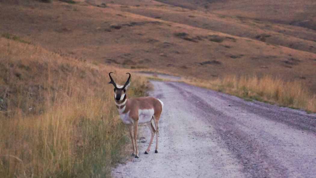 Montana - Bison Park - Antelope