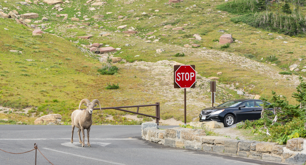 Glacier National Park - Mouflon