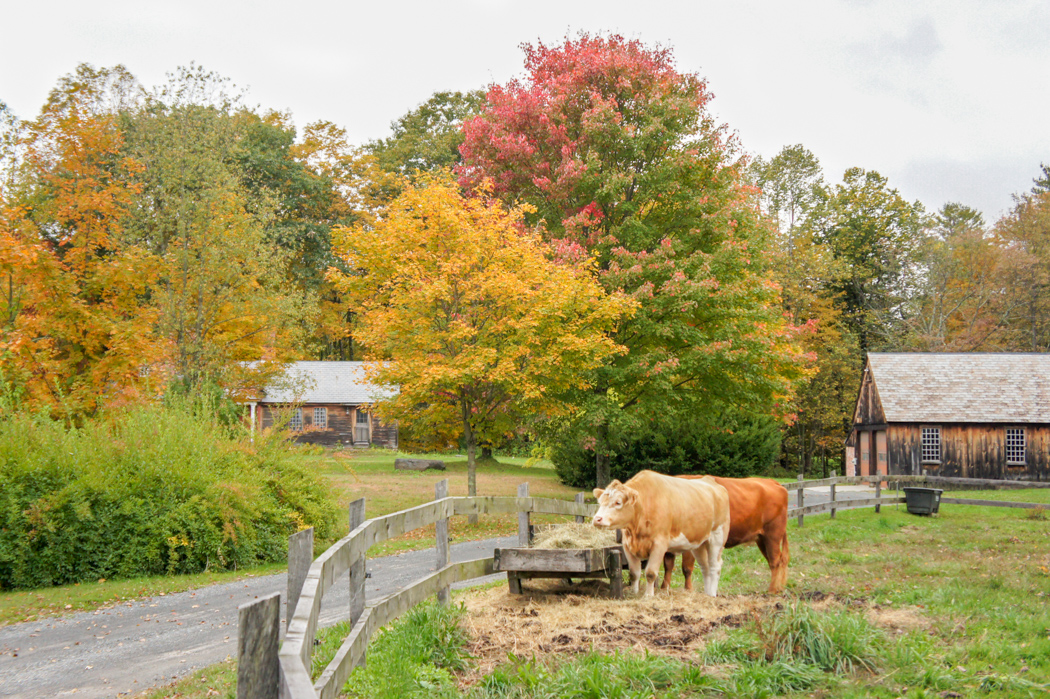 Grosse vache d'automne Nouvelle Angleterre