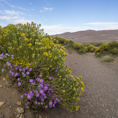 great sand dunes colorado les fleurs