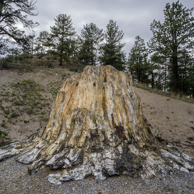 Florissant National Monument arbre petrifie