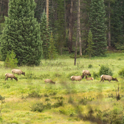 road trip sud ouest américain des cerfs dans la foret colorado