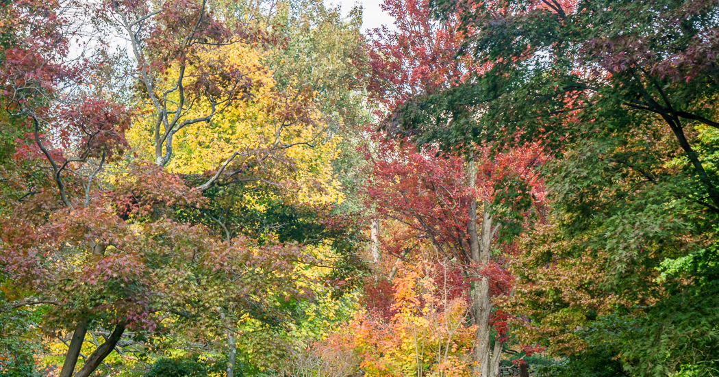 jamaica pond arboretum arbres