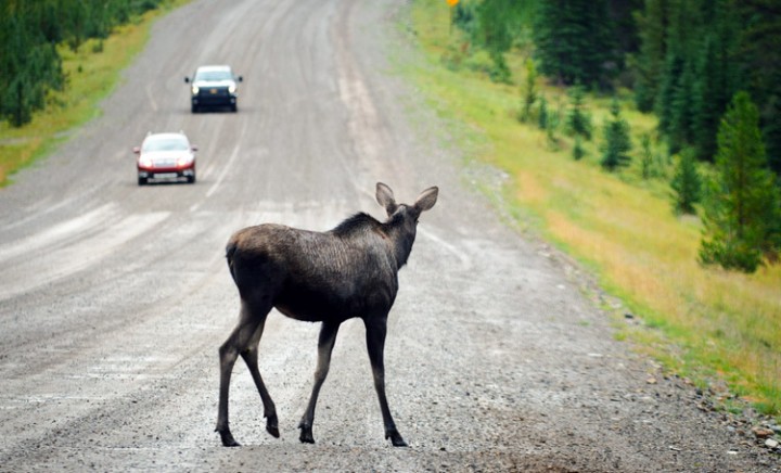 Moose - un caribou sur la route