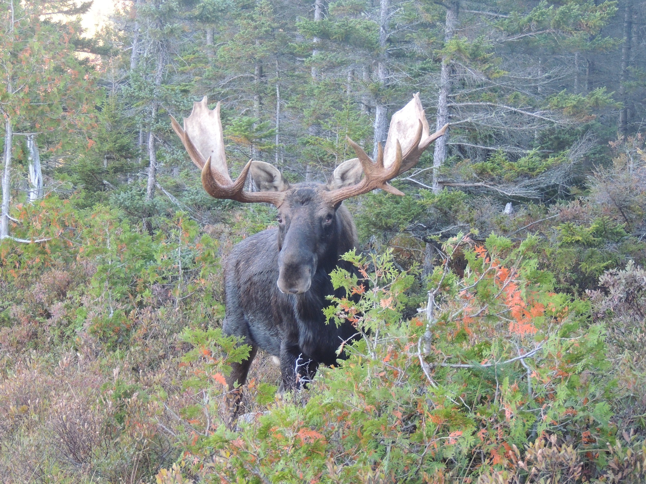 moose