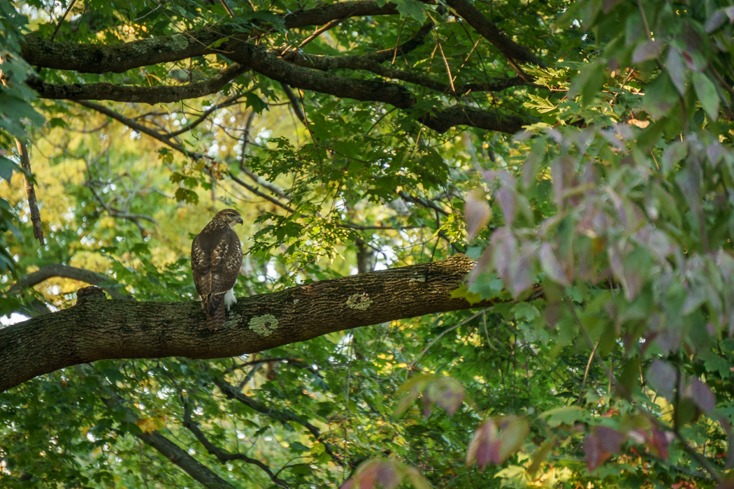 Mount Auburn faucon