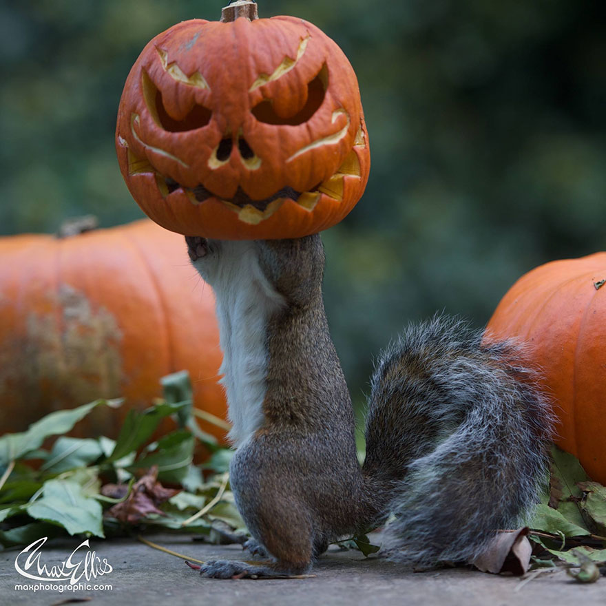 squirrel-steals-carved-pumpkin-max-ellis-3