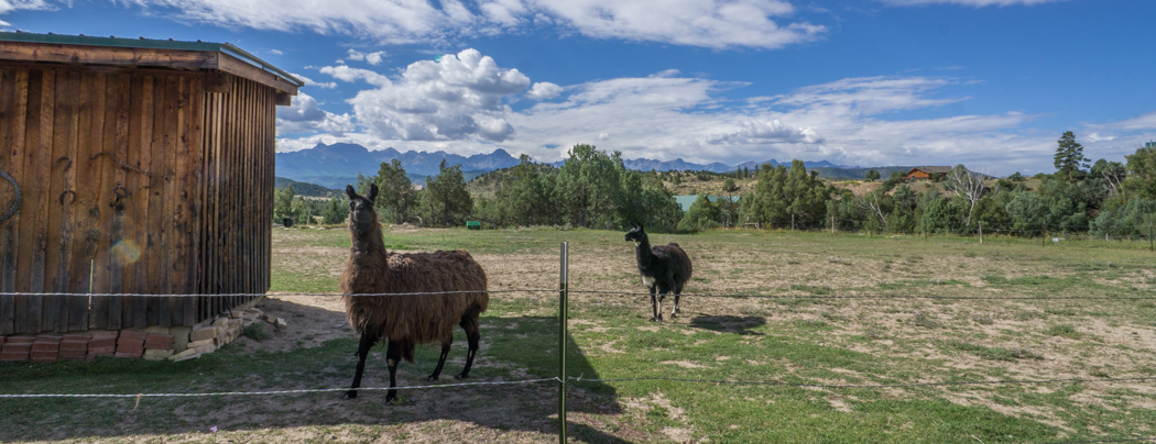 Colorado road trip - lama dans le jardin