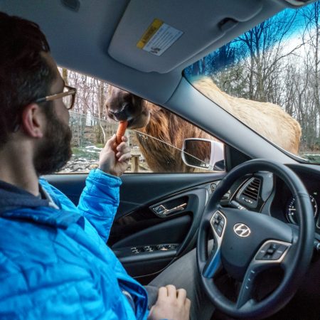 voyage-quebec Parc Omega donner des carottes aux animaux par la fenetre