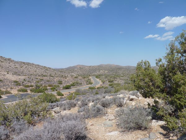 joshua tree californie