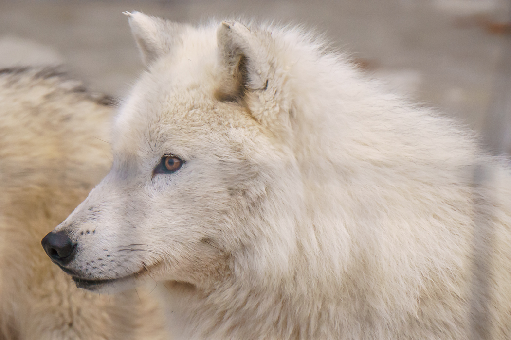 parc omega - loup blanc arctique| www.maathiildee.com