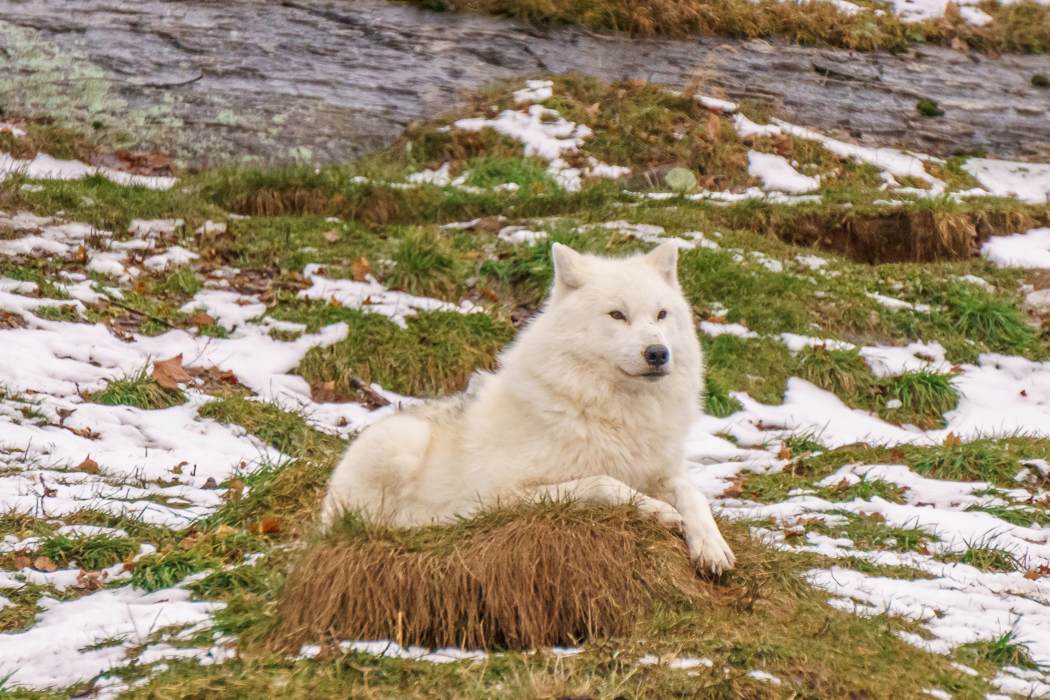 parc omega - loup blanc arctique| www.maathiildee.com