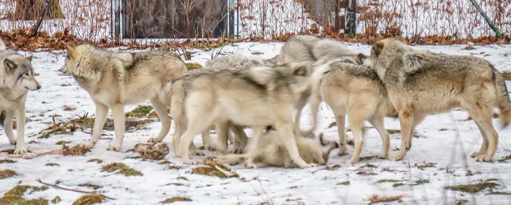 parc omega - meute de loups | www.maathiildee.com