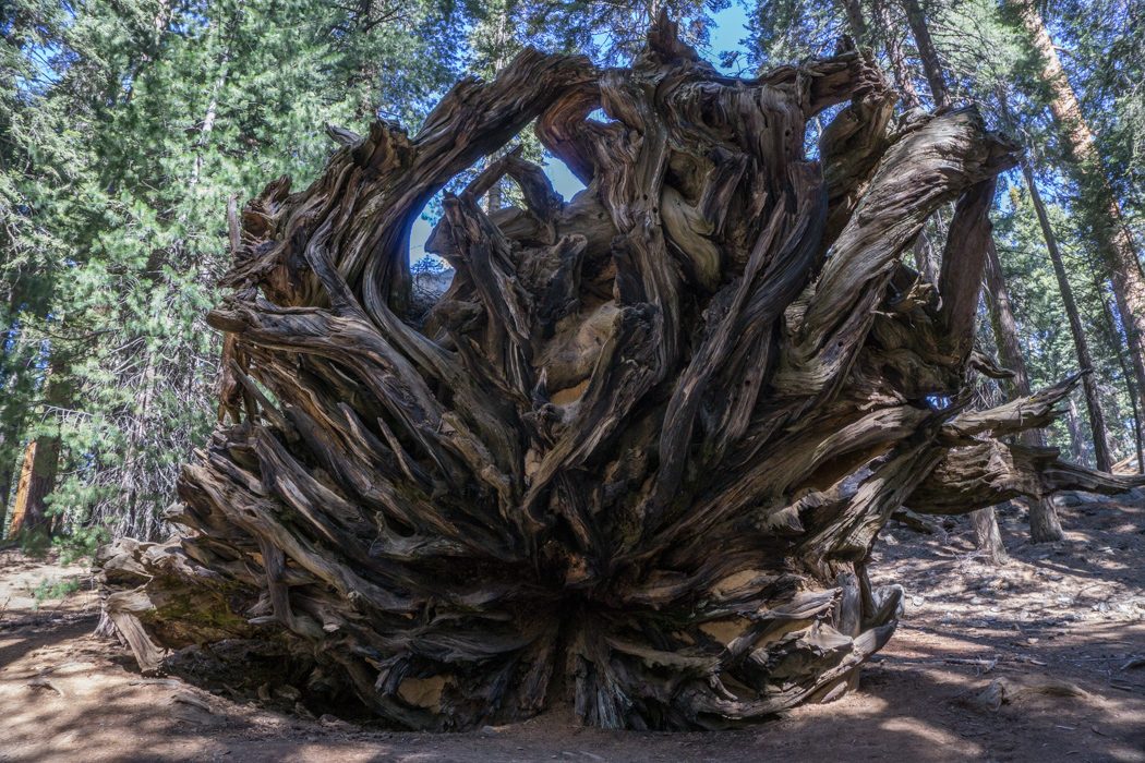 sequoia national park californie-4 souche