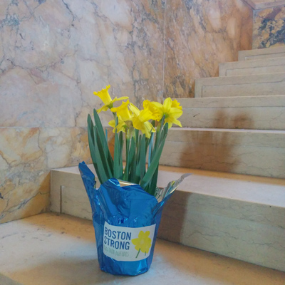 Jonquilles Boston Strong // Le blog de Mathilde