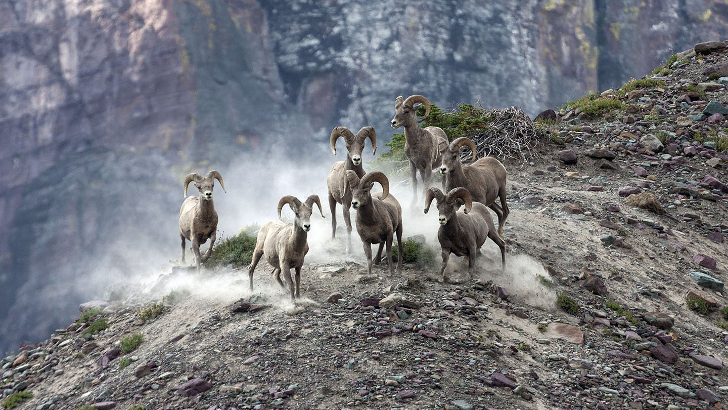 Bighorn Sheep (Ovis canadensis), Glacier National Park, Montana, United States, North America