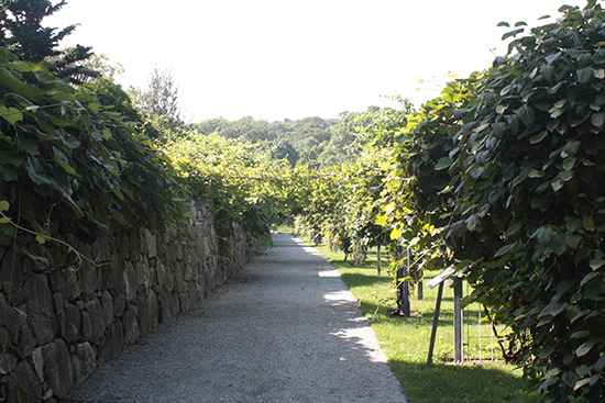 arnold arboretum