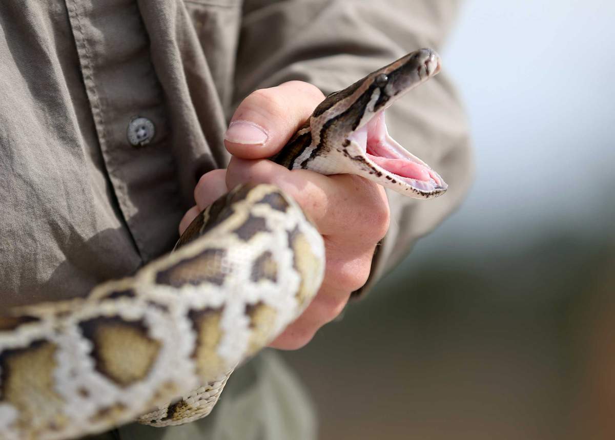 Pythons Everglades