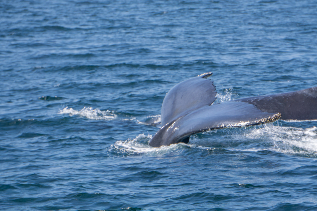 Baleines boston-2