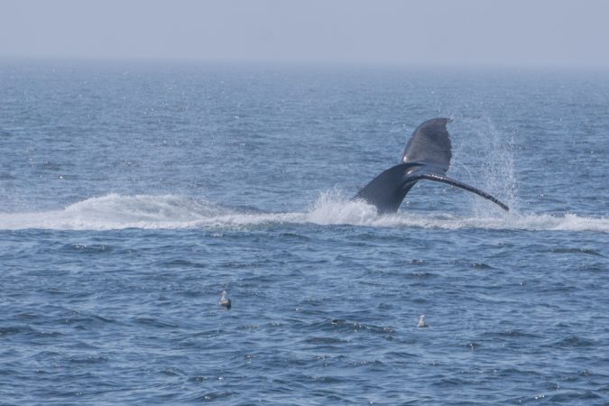 Baleines boston-3