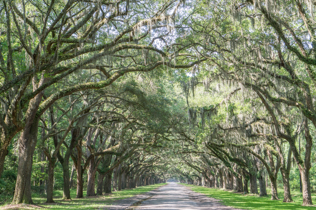 le parc historique de wormsloe savannah georgie 2