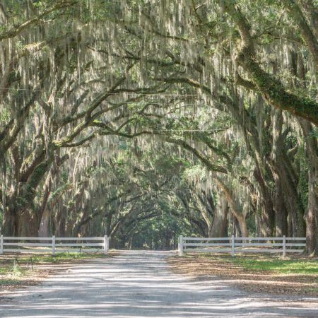 Le parc historique de Wormsloe Savannah Georgie-3