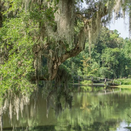 Middleton Place Charleston - marécages et petit pont de bois