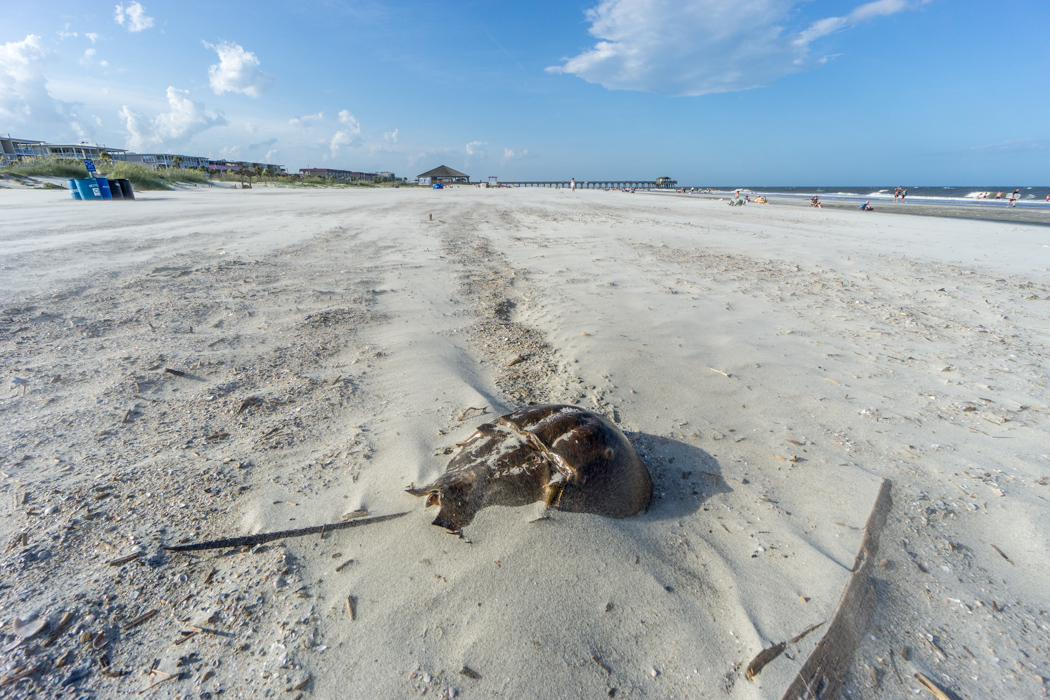 Tybee Island la plage Savannah-2