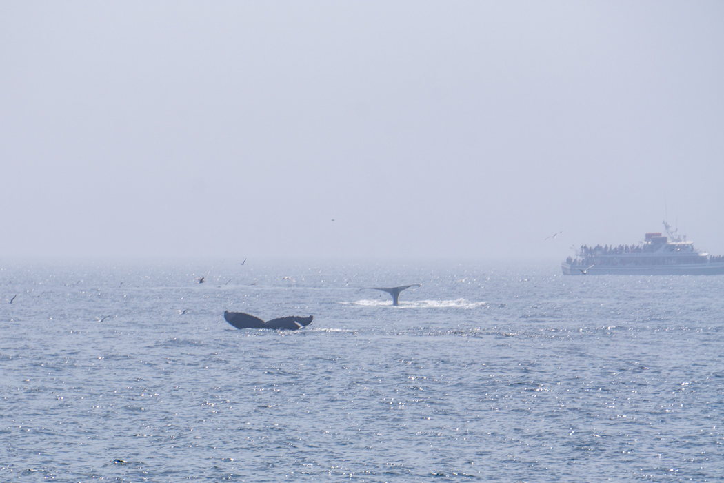 Voir les baleines a Boston-10