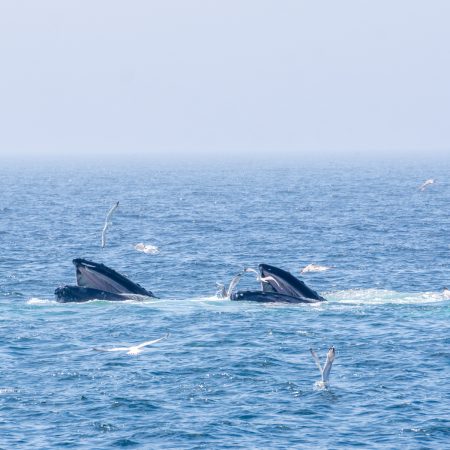 Voir les baleines a Boston-11
