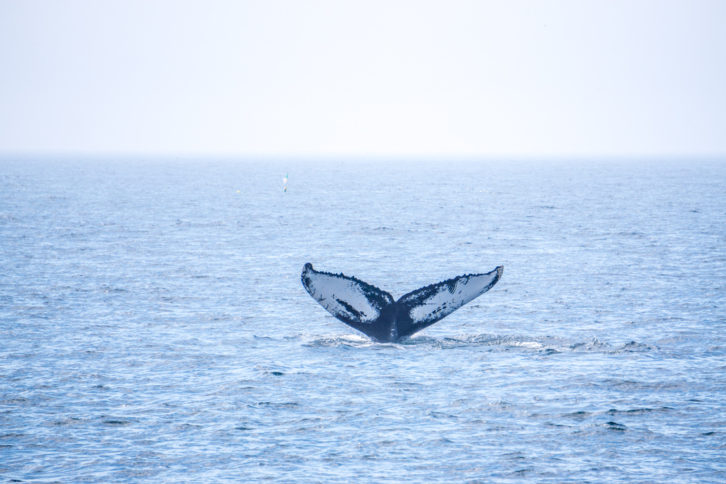 Voir les baleines a Boston-3