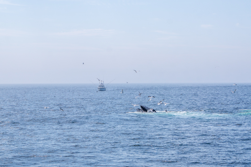 Voir les baleines a Boston-8