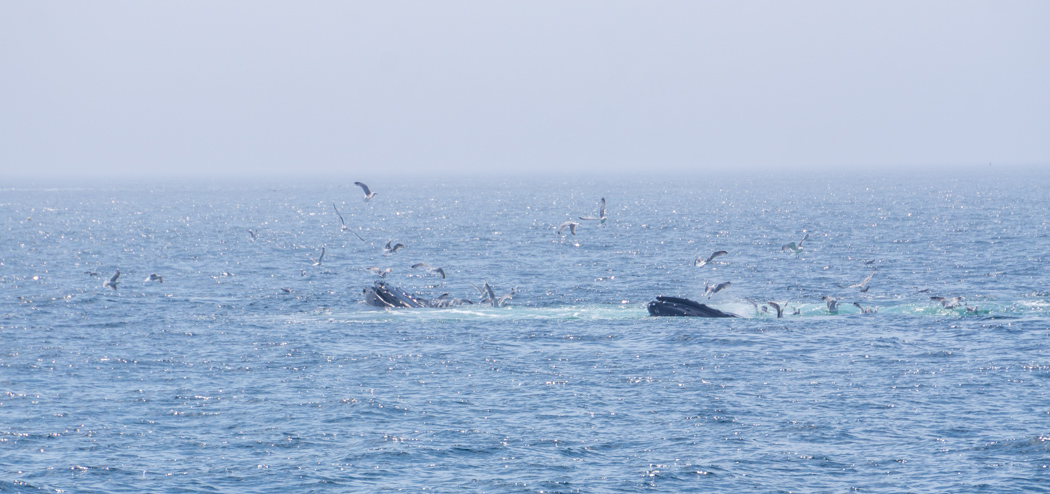 Voir les baleines a Boston-9