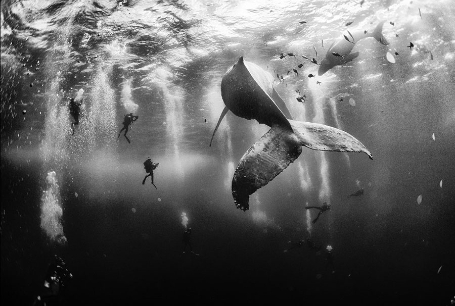 2015-national-geographic-traveler-photo-contest-whale