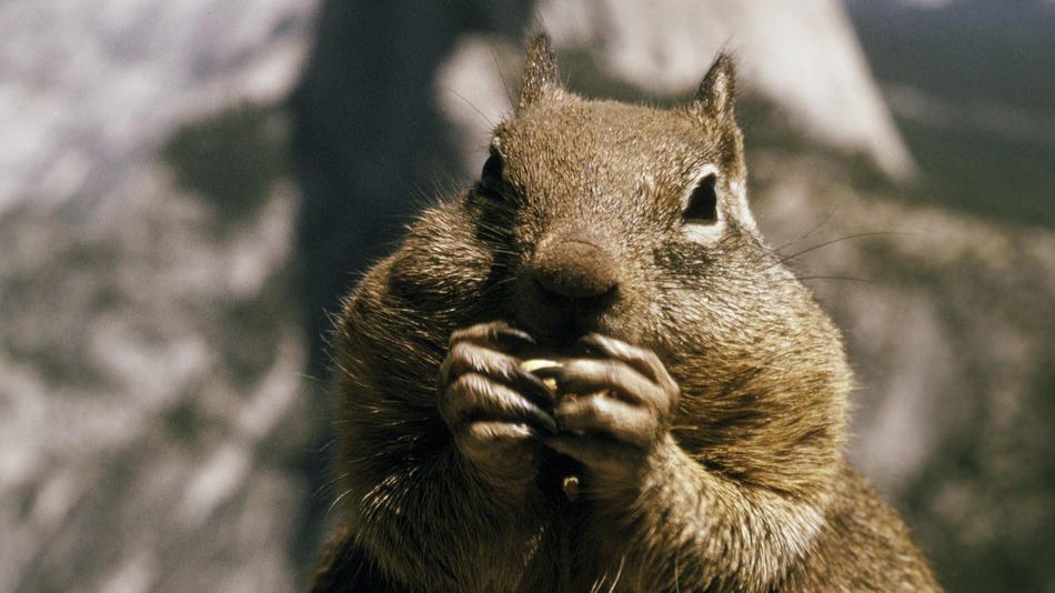 squirrel_yosemite